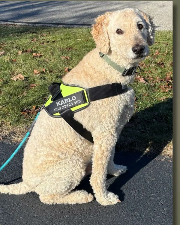 The comfortable choice for every breed