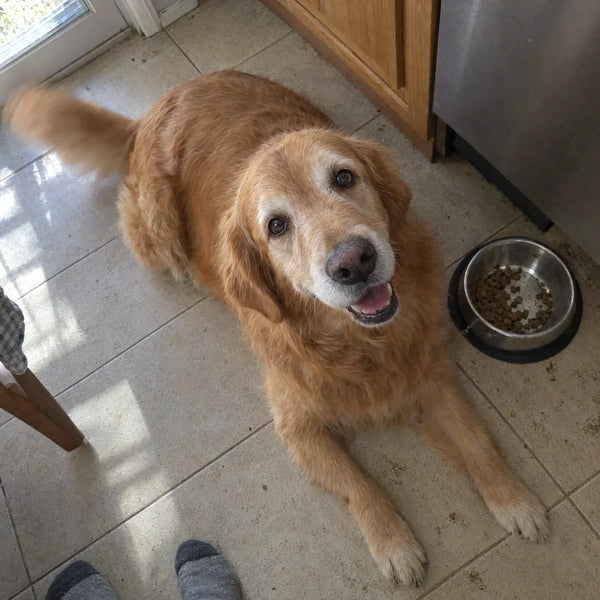 Bellvo customer photo