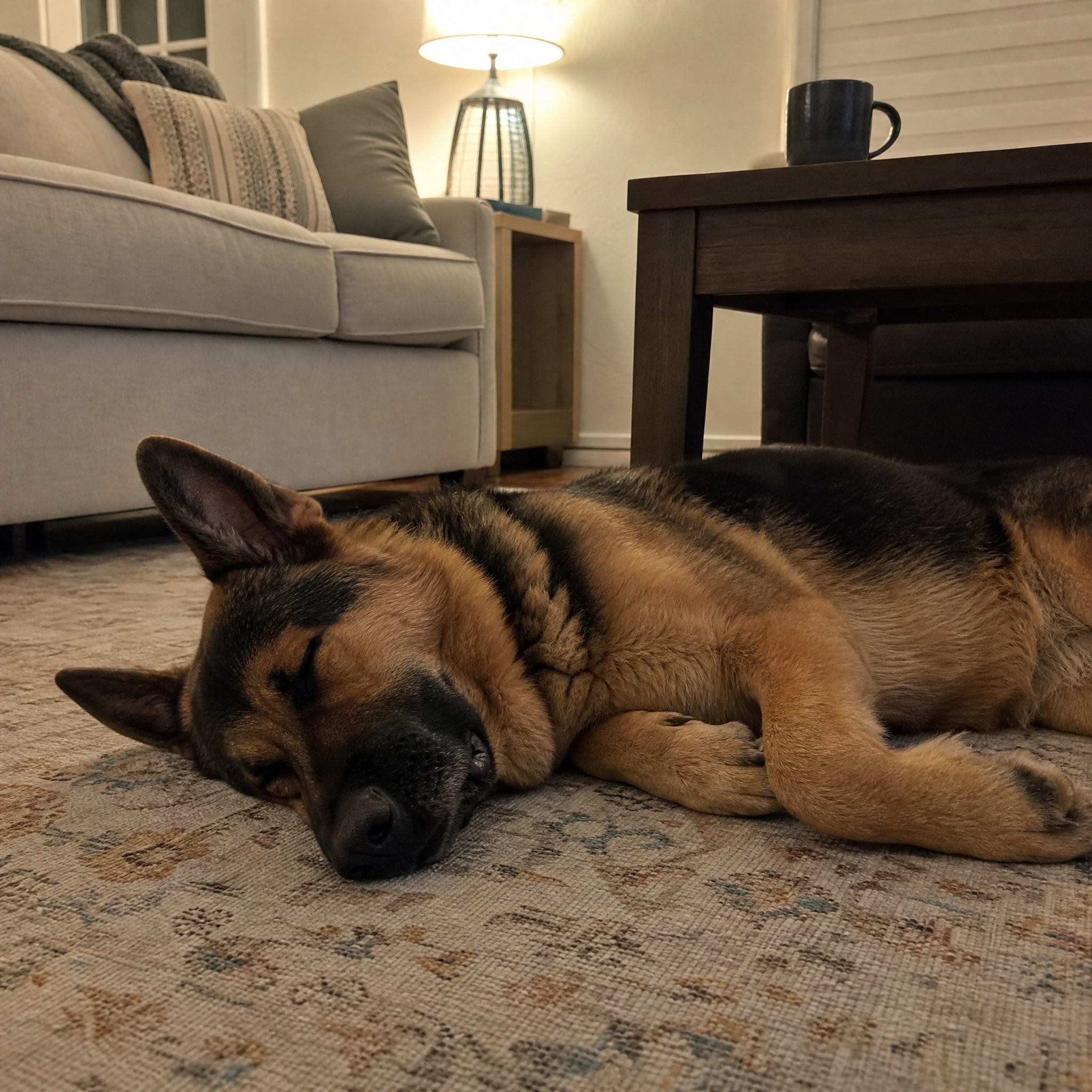 A dog sleeping deeply on the rug