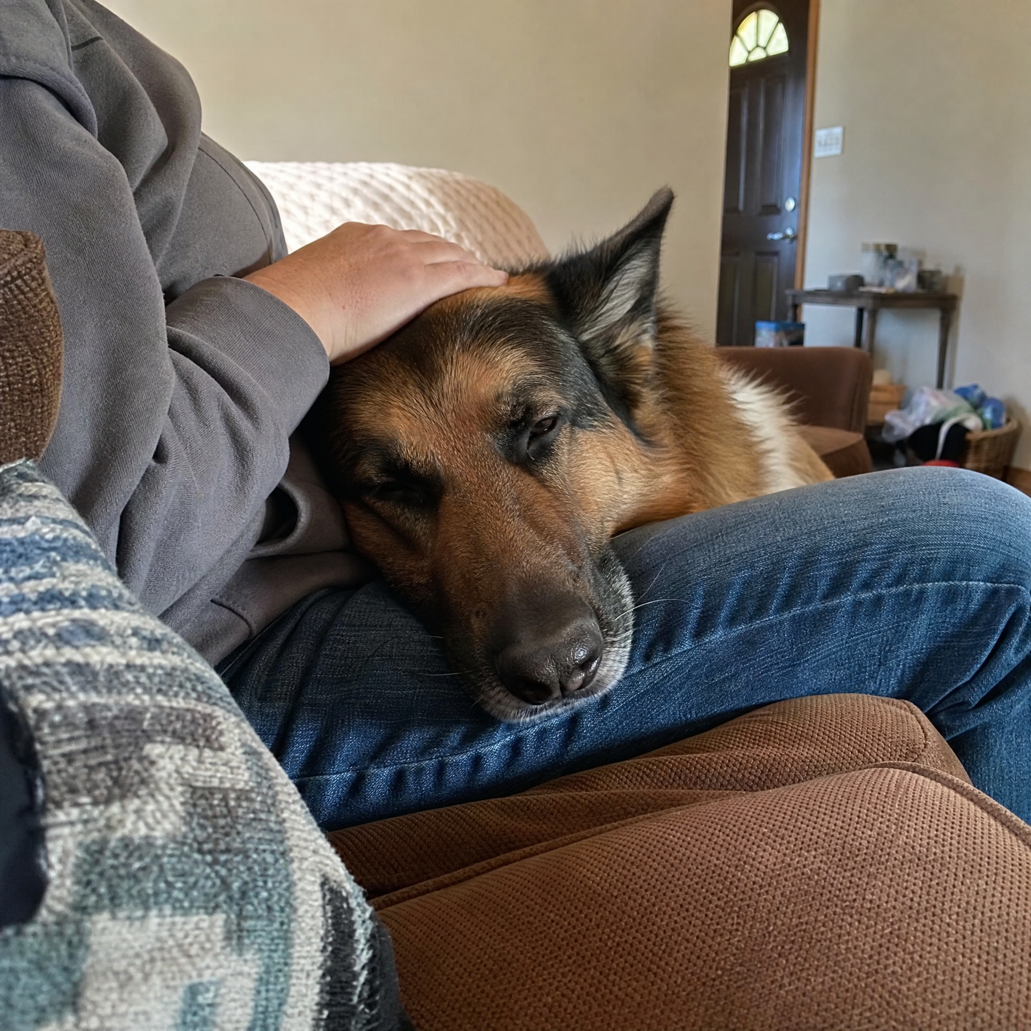 A dog resting its head on its owner's lap